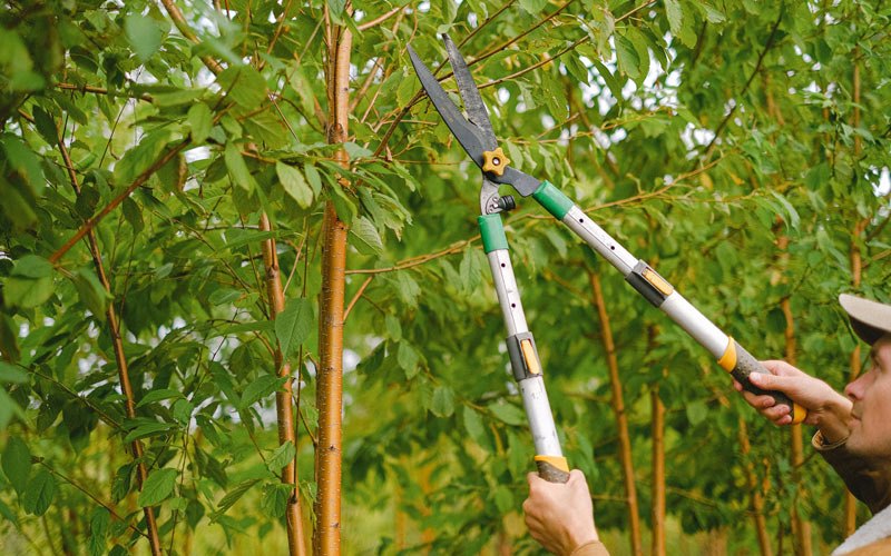Tree trimming in Meadow, UT