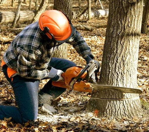 Tree Removal in Meadow, UT